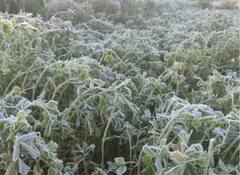 In Photos:  સીકરમાં માઇનસ તાપમાનથી  ઝાકળના ટીપાં બરફ બન્યા, જુઓ તસવીરો