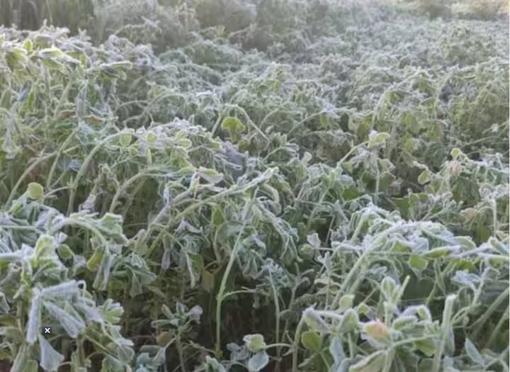 ફતેહપુર કૃષિ સંશોધન કેન્દ્રમાં મંગળવારે સવારે લઘુત્તમ તાપમાન માઈનસ 4.5 ડિગ્રી સેલ્સિયસ હતું.