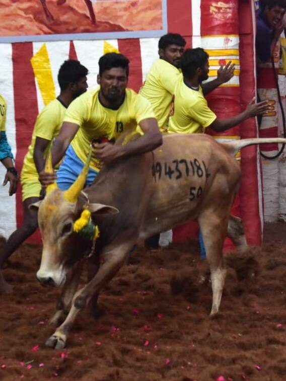 அலங்காநல்லூரில் களைக்கட்டிய ஜல்லிக்கட்டு போட்டி!