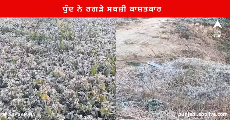 Fog beneficial for wheat and Sugarcane but drag on Vegetable Growers Farmers in Punjab Punjab News : ਠੰਢ ਦਾ ਕਹਿਰ ! ਕਣਕ ਤੇ ਗੰਨੇ ਲਈ ਕੋਹਰਾ ਲਾਹੇਵੰਦ ਪਰ ਸਬਜ਼ੀ ਕਾਸ਼ਤਕਾਰਾਂ ਨੂੰ ਰਗੜਾ