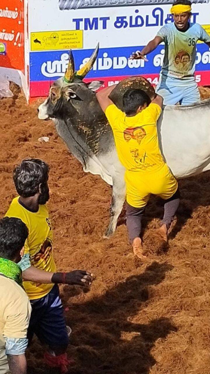 அலங்காநல்லூரில் இன்று ஜல்லிக்கட்டு போட்டி நடைப்பெற்றது