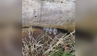 Scary Fingers: IFS ਨੇ ਸਾਂਝੀ ਕੀਤੀ ਲੱਕੜ ਦੇ ਵਿਚਕਾਰ ਫਸੀਆਂ ਭਿਆਨਕ ਉਂਗਲਾਂ ਦੀ ਫੋਟੋ, ਪੁੱਛਿਆ- ਇਹ ਕੀ ਹੈ? ਜਵਾਬ ਨੇ ਲੋਕਾਂ ਦੇ ਰੌਂਗਟੇ ਖੜ੍ਹੇ ਕਰ ਦਿੱਤੀ