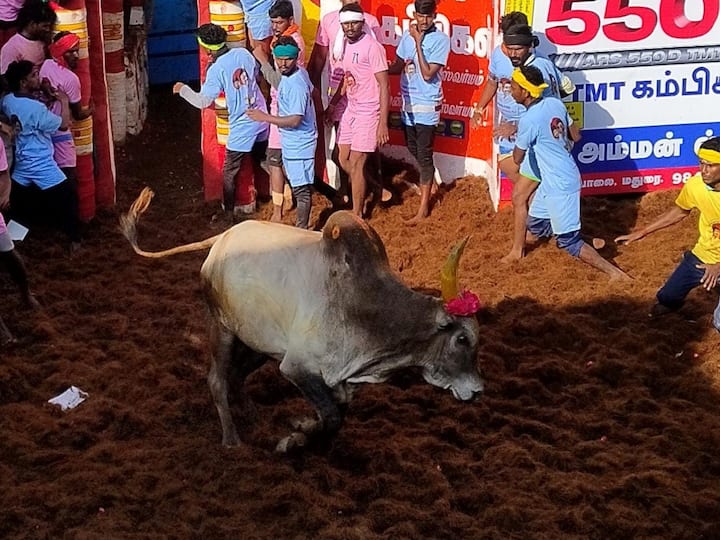 The day after the death of a spectator of Jallikattu, stands were readied for spectator in Alanganallur