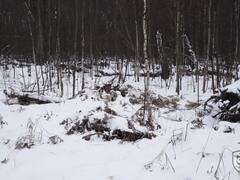 Russia Ukraine War: कुछ इस तरह से रूसी सैनिकों को शूट कर रहे हैं यूक्रेनी स्नाइपर, देखें तस्वीरें