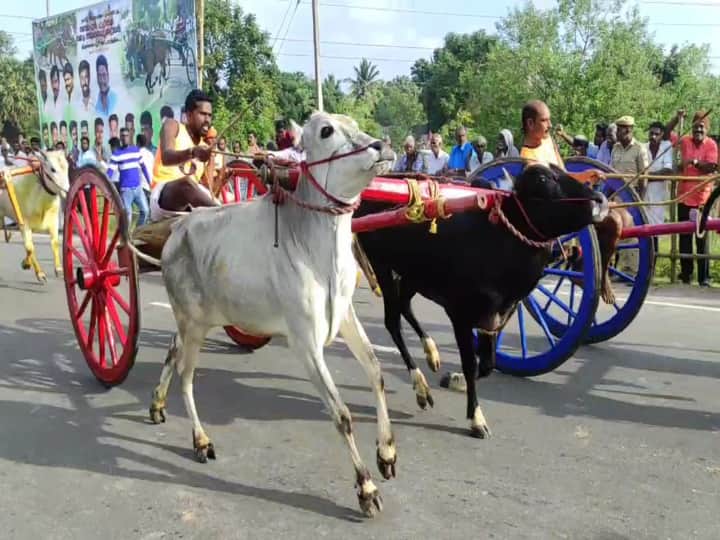 மூன்றாண்டுகளுக்கு பிறகு மீண்டும் திருக்கடையூரில் கோலாகலமாக தொடங்கிய ரேக்ளா ரேஸ்!