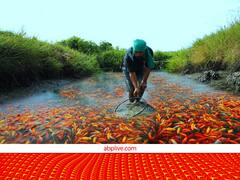 रंगीन-सजावटी मछलियां खोल देंगी आपकी किस्मत, लाखों के इस कारोबार के लिए सरकार भी दे रही सब्सिडी