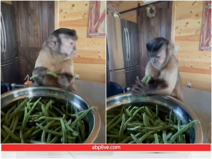 Monkey plucks beans to help mistress Video goes viral on social media Video: मालकिन की मदद करने के लिए बंदर ने तोड़ी बीन्स, वीडियो देख चौंक जाएंगे आप
