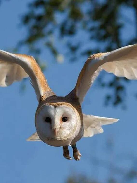 ஆந்தை பற்றிய சில அறியப்படாத தகவல்கள்..