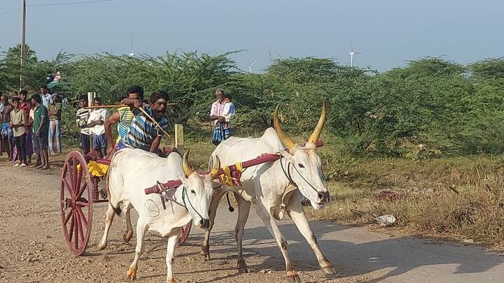 However, three persons suffered injuries after a bull collided with a bullock cart Thirukadaiyur of Mayiladuthurai