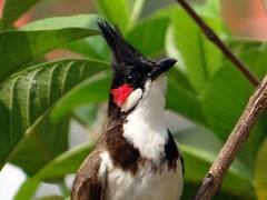 दो गांव में ये कैसी लड़ाई! कौनसा गांव जीता, इसका फैसला बुलबुल की लड़ाई से होता है... ये हैं लड़ाई के नियम