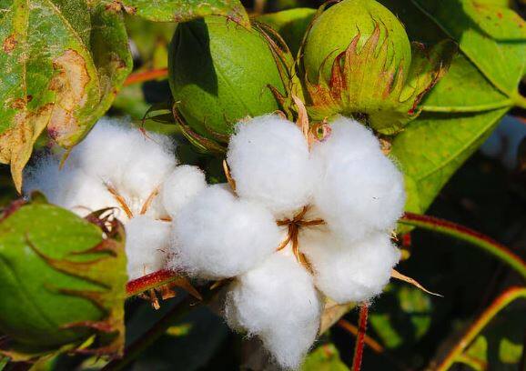 चालू हंगामात शेतकऱ्यांना कापसाला किमान 10 हजार रुपये प्रतिक्विंटल दर हवा आहे. हा दर कापड उद्योगांना महाग वाटत असल्यानं त्यांना कमी दरात कापूस हवा असल्याची माहिती तज्ज्ञांनी दिली आहे.