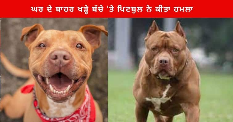 Pitbull Dog bites Child in karnal family Members kill dog ਘਰ ਦੇ ਬਾਹਰ ਖੜ੍ਹੇ ਬੱਚੇ 'ਤੇ ਪਿਟਬੁਲ ਨੇ ਕੀਤਾ ਹਮਲਾ, ਪਿੰਡ ਵਾਲਿਆਂ ਨੇ ਮਾਰ ਦਿੱਤਾ ਕੁੱਤਾ , ਮਾਲਕ ਨੇ ਦਰਜ ਕਰਵਾਇਆ ਦਰਜ