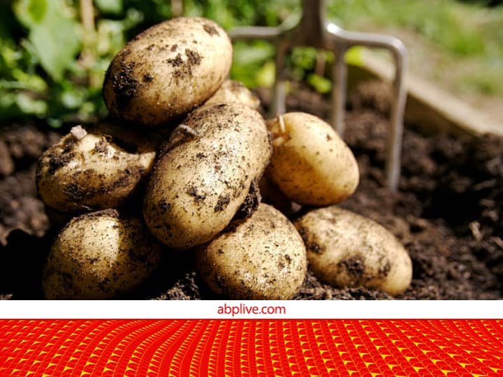 How to know About Right time for Potato Crop harvesting or Potato crop is ripened and ready for harvesting कैसे पता लगाएं कि आलू जमीन के अंदर पककर तैयार हुआ है या नहीं, यहां जान लें सबसे आसान तरीका