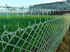 In Photos:  સીકરમાં માઇનસ તાપમાનથી  ઝાકળના ટીપાં બરફ બન્યા, જુઓ તસવીરો