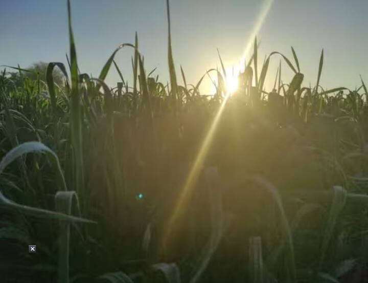 હવામાન નિષ્ણાતોના મતે જો આ સિસ્ટમ રાજસ્થાનમાં સક્રિય રહેશે તો 23-24 જાન્યુઆરીએ રાજસ્થાનના ઘણા ભાગોમાં વરસાદ પડી શકે છે. આ સિસ્ટમની અસર 25-26 જાન્યુઆરી સુધી રહેવાની ધારણા છે. 26 જાન્યુઆરીથી રાજસ્થાનમાં હવામાન સાફ થવાનું શરૂ થશે.