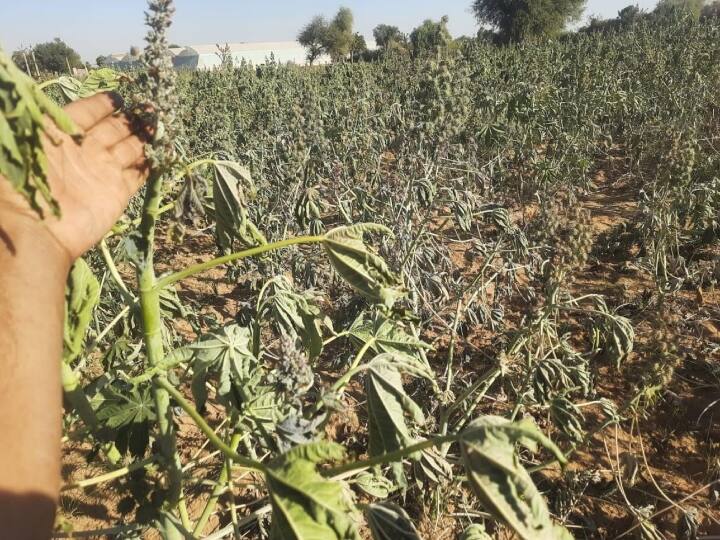 Crop destroyed in Rajasthan 40 percent loss to castor bean due to frost more than 33% loss in tehsil area Compensation ann Crop Destroyed In Rajasthan: पाला गिरने से अरंडी फसलों को 40 फीसदी नुकसान की आशंका,  तहसील क्षेत्र में 33% से ज्यादा नुकसान पर मिलेगा मुआवजा