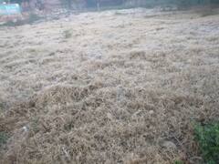 भरतपुर में माइनस में पहुंचा तापमान, कंपकंपी से लोग घरों में कैद, पशु-पक्षी भी बेहाल