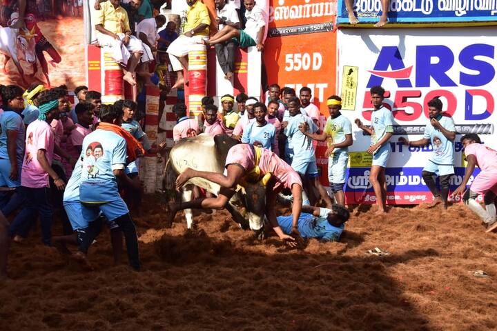 இதில், பல காளைகள் இளைஞர்களின் கைகளில் சிக்காமல் ஆட்டம் காட்டின