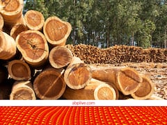 खाली जमीन की बाउंड्री पर लगा लें ये पेड़, खर्चा भी देगी सरकार और मुनाफा भी होगा ज्यादा! ये रहा पूरा प्लान