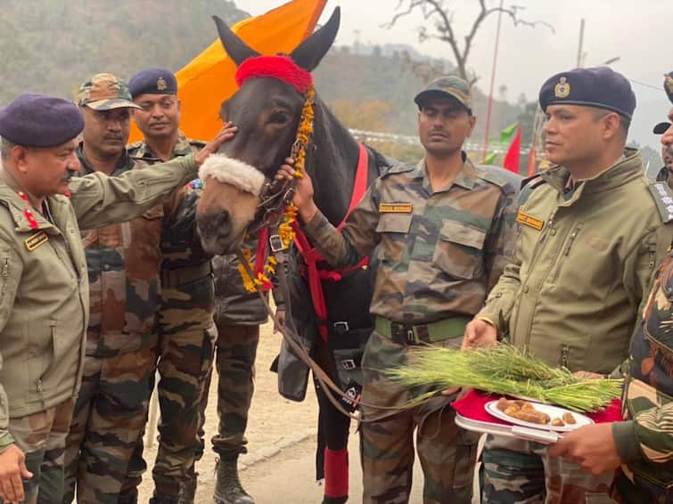Mule Awarded Commendation Card By Army For Serving In Hostile Terrains Of Arunachal Pradesh Mule Awarded Commendation Card By Army For Serving In Hostile Terrains Of Arunachal Pradesh