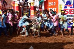 Alanganallur Jallikattu : ஆட்டம் காட்டிய அலங்காநல்லூர் காளைகள்..இழுத்துப்பிடித்து போட்டியிட்ட இளைஞர்கள்!