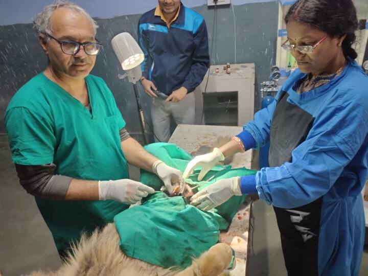 Rajasthan News Kota doctors operated a German Shepherd dog and removed stones from its stomach ANN Rajasthan News: कोटा के डॉक्टरों ने जर्मन शेफर्ड कुत्ते का ऑपरेशन कर पेट से निकाली पथरियां, इतने टुकड़े थे पथरी के