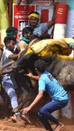 Alanganallur Jallikattu : சூரி பெயரில் விடப்பட்ட காளை வெற்றி..மூன்று பேருக்கு காயம்..பரபரப்பான அலங்காநல்லூர் ஜல்லிக்கட்டு!