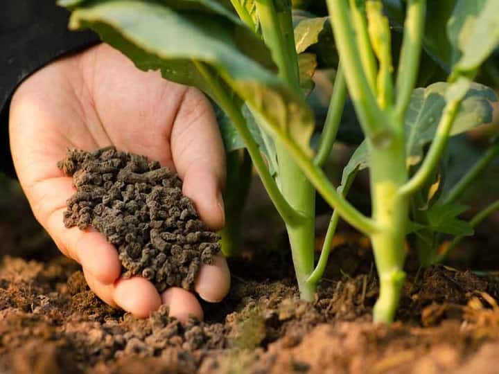 organic farming in up Farmers will do cow based natural farming Organic Farming: इस राज्य में 85 हजार हेक्टेयर में होगी गौ आधारित प्राकृतिक खेती, बढ़ेगी किसानों की इनकम