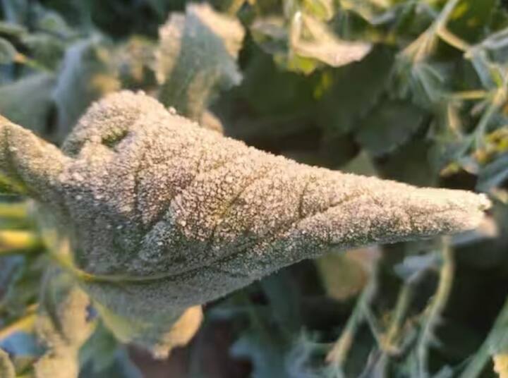 હવામાન વિભાગે બુધવારે પણ હિમવર્ષાની શક્યતા વ્યક્ત કરી છે. હિમ પાક માટે ખૂબ જોખમી માનવામાં આવે છે. જેના કારણે ઘઉં, બટાટા અને સરસવના પાકને ઘણું નુકસાન થઈ શકે છે.