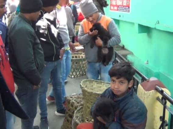 Bageshwer: बागेश्वर मेले में बढ़ी भोटिया कुत्तों की डिमांड, 5 से 22 हजार रुपये तक बिक रहे हैं, जानें- खासियत Bageshwer: बागेश्वर मेले में बढ़ी भोटिया कुत्तों की डिमांड, 5 से 22 हजार रुपये तक बिक रहे हैं, जानें- खासियत