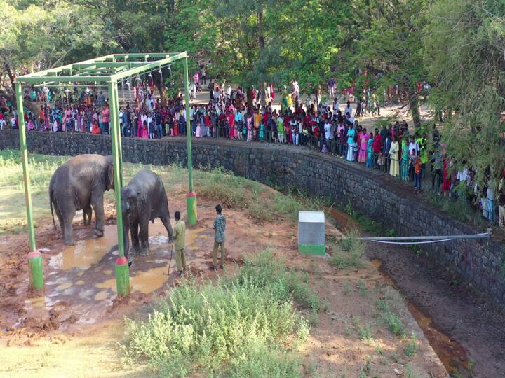 chennai 1 lakh people visit zoo during Pongal holidays in Tamil Nadu TNN 4 நாட்களில் திணறிய வண்டலூர் உயிரியல் பூங்கா - 1 லட்சம் பேர் பார்வையிட்டனர்