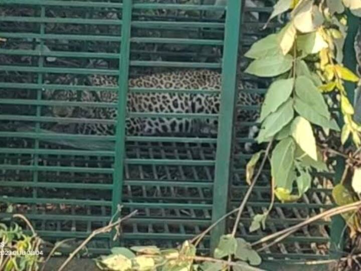 Chhattisgarh Adamkhor leopard tied in cage in greed of chicken Chhattisgarh Leopard News: मुर्गे के लालच में पिंजरे में फंसा आदमखोर तेंदुआ, 38 दिनों तक सहमे लोगों ने अब ली राहत की सांस
