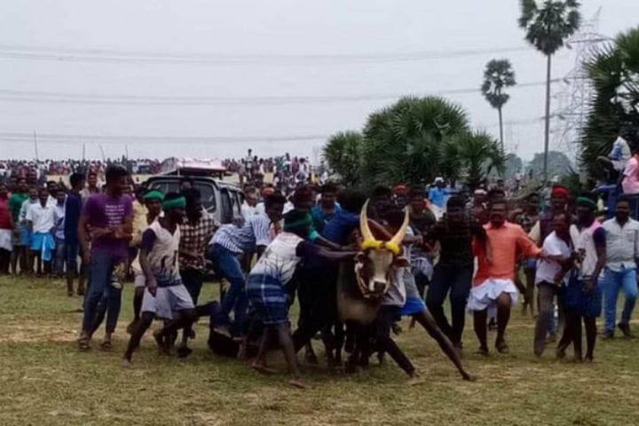 புதுக்கோட்டையில் மஞ்சுவிரட்டில் காளை முட்டியதில் பார்வையாளர் உயிரிழப்பு