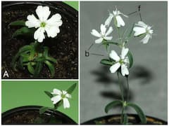 అద్భుతం, 32వేల సంవత్సరాల నాటి విత్తనాల నుండి చిగురించిన మొక్క