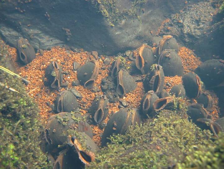 फ्रेशवॉटर पर्ल मसेल (Freshwater Pearl Mussel) :- ये पानी में मौजूद खाने के बारीक कणों को फिल्टर करके अपना पेट भरते हैं. वर्ल्ड वाइल्डलाइफ फंड (WWF) के अनुसार सबसे पुराना फ्रेशवॉटर पर्ल मसेल 280 साल का है. ये इतना जिंदा इसलिए रहते हैं क्योंकि इनकी पाचन क्रिया बेहद धीमी होती है.