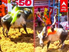 Alanganallur Jallikattu 2023 Highlights : ”என்னையாடா பிடிச்ச..”அந்தரத்தில் பறக்கவிட்ட காளை