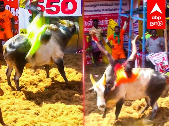 Alanganallur Jallikattu 2023 Highlights : ”என்னையாடா பிடிச்ச..”அந்தரத்தில் பறக்கவிட்ட காளை