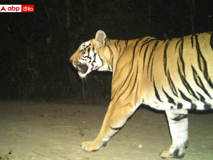 Vizianagaram 2 Bengal Tigers wandering in Vizianagaram District DNN Bengal Tigers: విజయనగరం ప్రజలను హడలెత్తిస్తున్న బెంగాల్‌ టైగర్స్, రెండు పులులూ జత కలిస్తే !