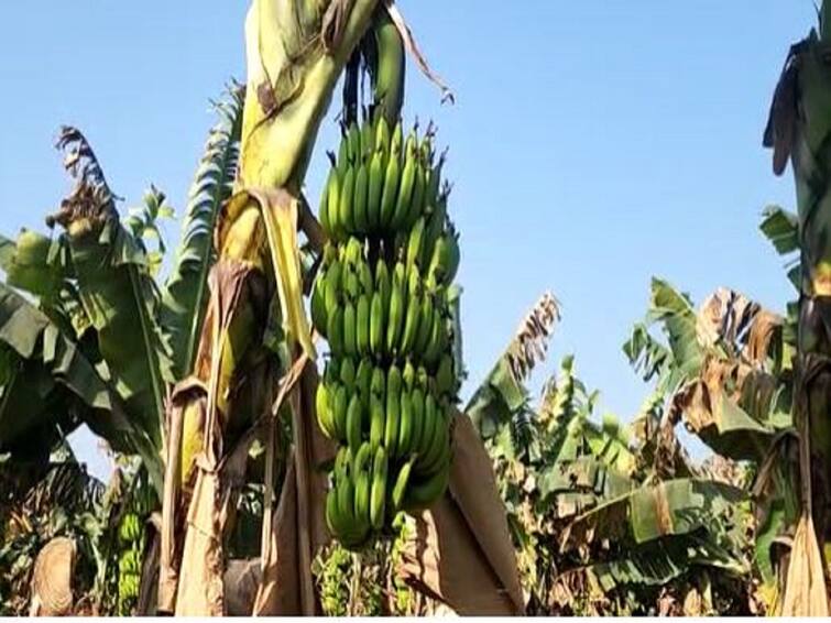 Agriculture News Banana prices fall in Nandurbar Financial hit to farmers Agriculture News : थंडी वाढली मागणी घटली, नंदुरबारमध्ये केळीच्या दरात घसरण; शेतकऱ्यांना आर्थिक फटका 