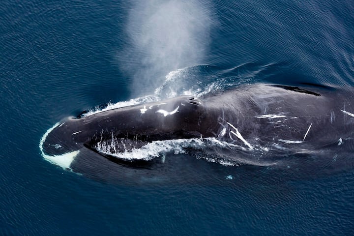 बोहेड व्हेल (Bowhead Whale) :- नेशनल ओशियानिक एंड एटमॉस्फियरिक एडमिनिस्ट्रेशन (NOAA) के अनुसार यह 100 साल तो आराम से जी सकती है, लेकिन कुछ बोहेड व्हेल 200 साल से ज्यादा भी जी जाती हैं. यह मुख्य रूप से आर्कटिक और उप-आर्कटिक सागरों में पाई जाती है.