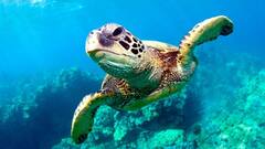 कछुए से भी ज्यादा जी सकते हैं ये जीव... ज्यादा जीने वाले जानवरों में ये बात होती है कॉमन!