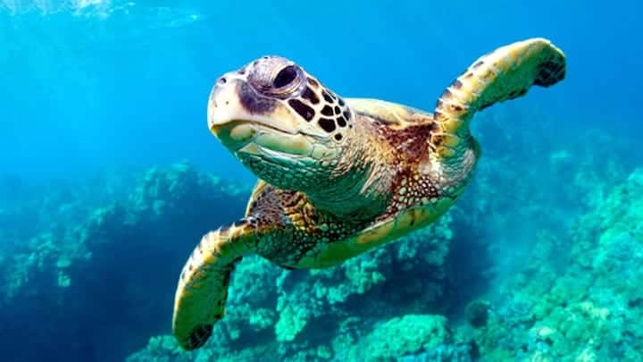 दुनिया में सबसे ज्यादा उम्र वाला कछुआ 190 साल का है, लेकिन आपको यह जानकर हैरानी होगी कि सबसे लंबी उम्र वाले जीवों की सूची में कछुए का नंबर शुरुआती 10 जीवों में नहीं है. दुनिया में ऐसे बहुत से जीव हैं जो इससे भी ज्यादा समय तक जीवित रह सकते हैं और इन सबमें एक कॉमन और हैरान करने वाली बात यह है कि ये सारे जीव पानी में रहते हैं.