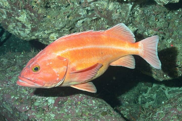 रफआई रॉकफिश (Rougheye Rockfish) :- गुलाबी-भूरे रंग की और 38 इंच तक लंबी यह मछली प्रशांत महासागर में कैलिफोर्निया से लेकर जापान तक पाई जाती है. वॉशिंगटन डिपार्टमेंट ऑफ फिश एंड वाइल्डलाइफ के अनुसार ये कम से कम 205 साल तक जिंदा रहती है.