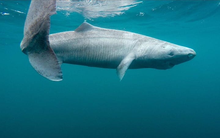 ग्रीनलैंड शार्क (Greenland Shark) :- साल 2016 में साइंस जर्नल में प्रकाशित एक स्टडी के अनुसार इनकी औसत आयु 272 साल होती है. ये आर्कटिक और उत्तरी अटलांटिक महासागर में काफी ज्यादा गहराई में पाई जाती हैं. आपको जानकर हैरानी होगी कि जबकि सबसे ज्यादा जीने वाली ग्रीनलैंड शार्क की उम्र 392 साल है. ग्रीनलैंड शार्क की अधिकतम उम्र को लेकर काफी बहस होती रहती है.