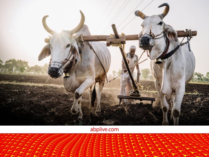 Profitable earning from stray animals Inspired by Process of electricity generation from bull अजब-गजब! यहां बैल से बिजली बनाने का काम चल रहा है, ऐसे हो रही है शानदार कमाई