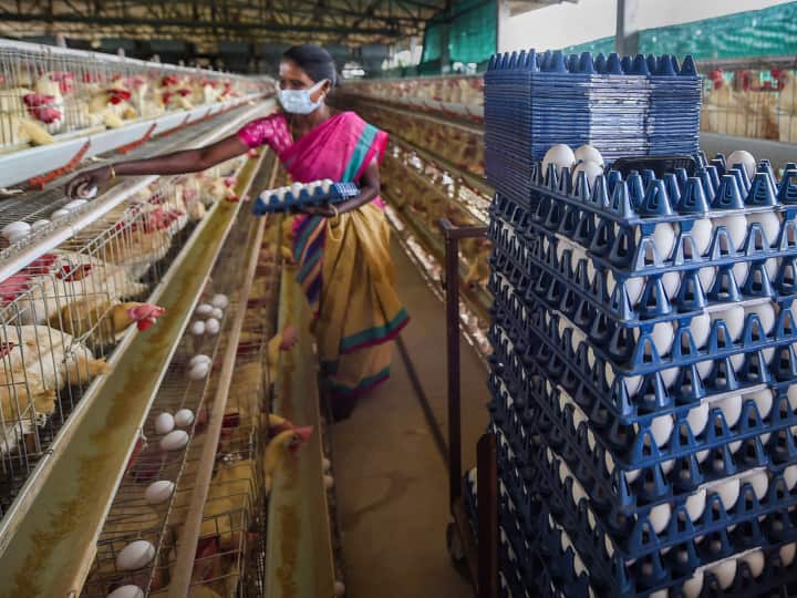 Maharashtra is facing shortage of one crore eggs every day prices skyrocketed amid rising cold Maharashtra Egg Price: हर दिन एक करोड़ अंडों की कमी का सामना कर रहा महाराष्ट्र, बढ़ते ठंड के बीच कीमतों ने छुआ आसमान