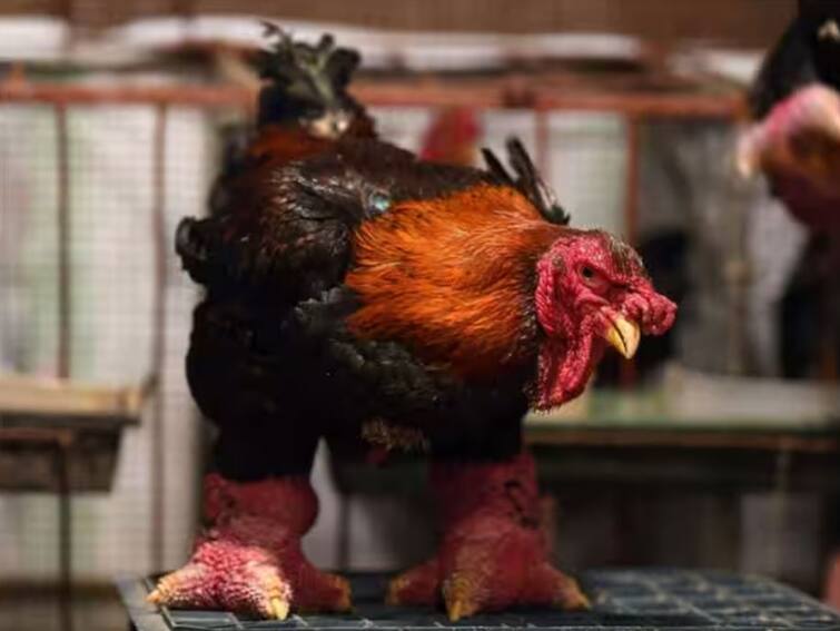 world most expensive chicken known as dragon chicken or dong ta ochicken price will shock you Most Expensive Chicken: ਇਹ ਹੈ ਦੁਨੀਆ ਦਾ ਸਭ ਤੋਂ ਮਹਿੰਗਾ ਚਿਕਨ! ਕੀਮਤ ਇੰਨੀ ਜ਼ਿਆਦਾ ਹੈ ਕਿ ਤੁਸੀਂ ਸਪੋਰਟਸ ਬਾਈਕ ਖਰੀਦ ਸਕਦੇ ਹੋ