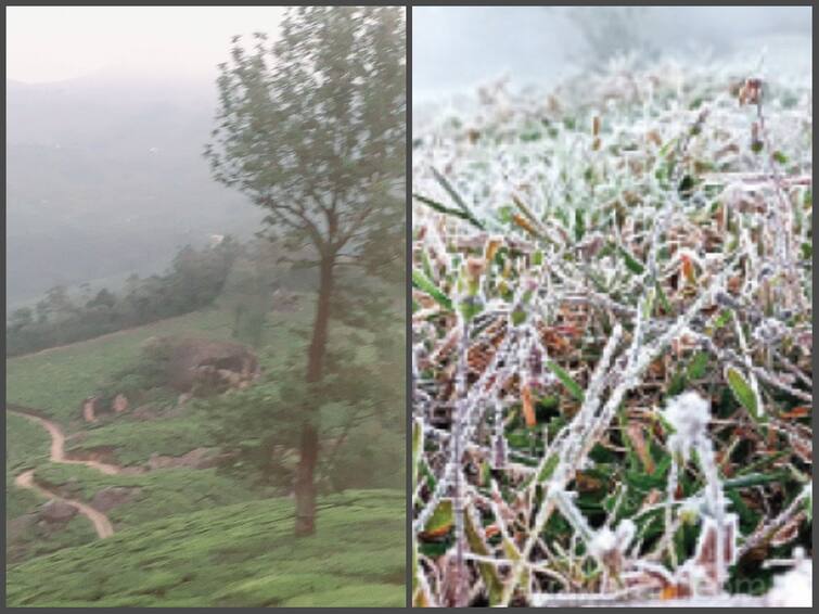 Kerala Munnar is freezing due to snowfall Tourists in joy Worried tea gardeners Munnar: பனிப்பொழிவால் உறையும் மூணாறு.. மகிழ்ச்சியில் சுற்றுலா பயணிகள்... கவலையில் தேயிலை தோட்டக்காரர்கள்