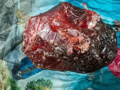 Whale Vomit: व्हेल मछली की उल्टी बेचने वाले गिरोह का भंडाफोड़, करोड़ों होती है कीमत
