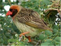 पक्षियों से परेशान है यह अफ्रीकी देश, सरकार ने 60 लाख चिड़ियों को मारने के दिए आदेश, ये है वजह